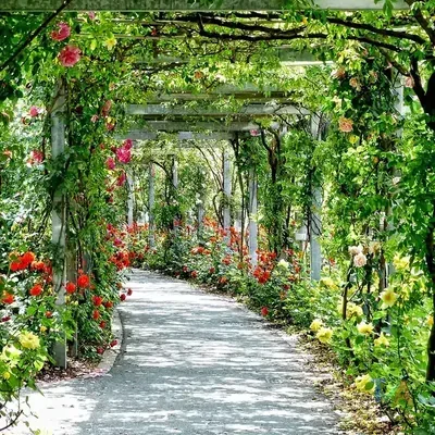 Pergola builder constructing outdoor timber pergola — Australia
