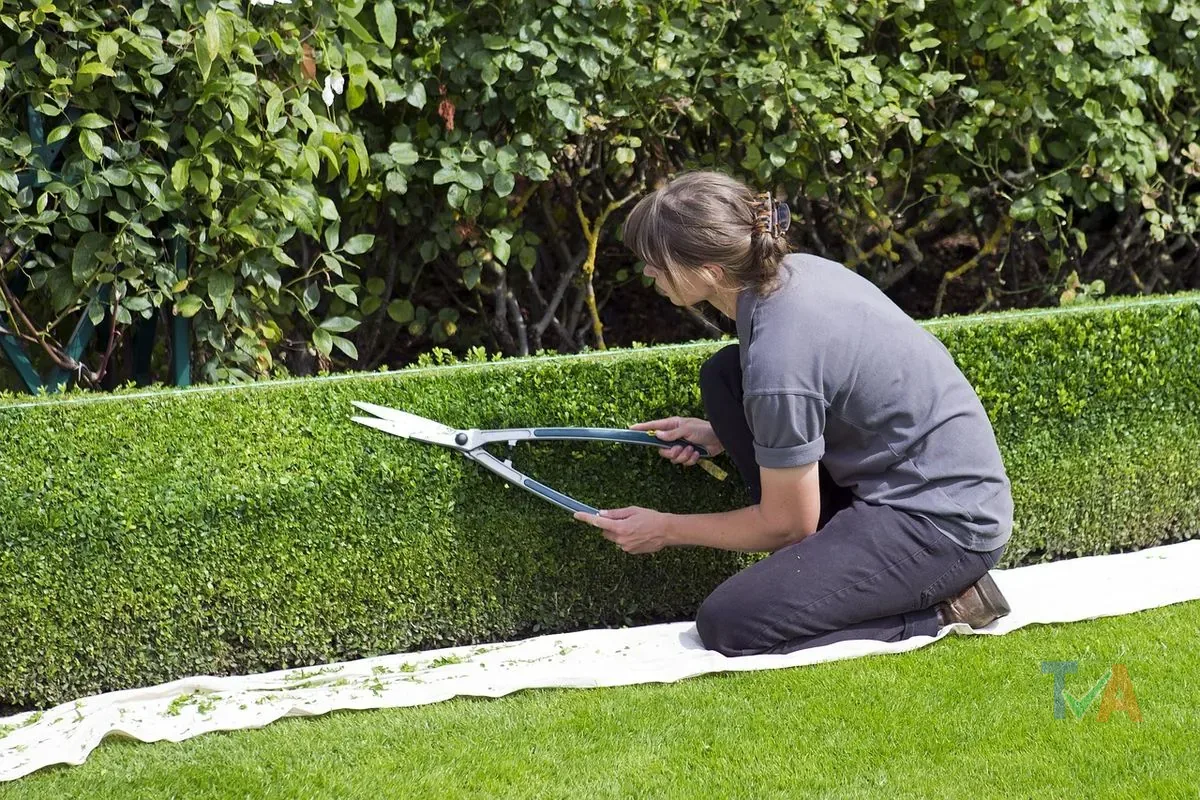Gardener trimming hedges and mowing lawn in residential backyard
