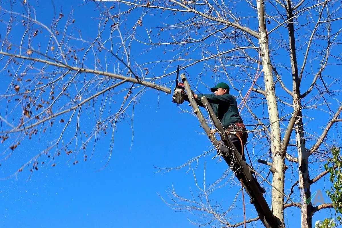Arborist cutting large tree with chainsaw wearing safety equipment